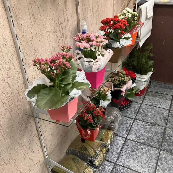 Kalanchoes floridos em vasos coloridos na prateleira da loja