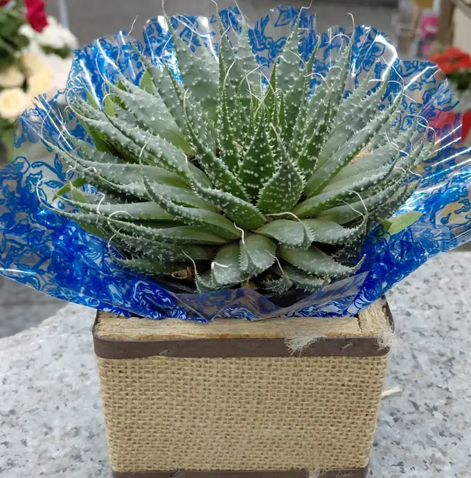 Suculenta num cachepô de juta embrulhada em papel azul